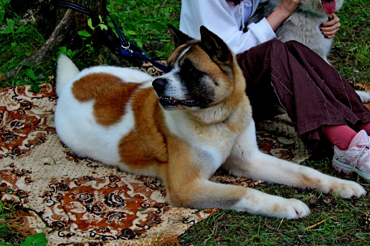 Серьёзный - Дмитрий (Горыныч) Симагин