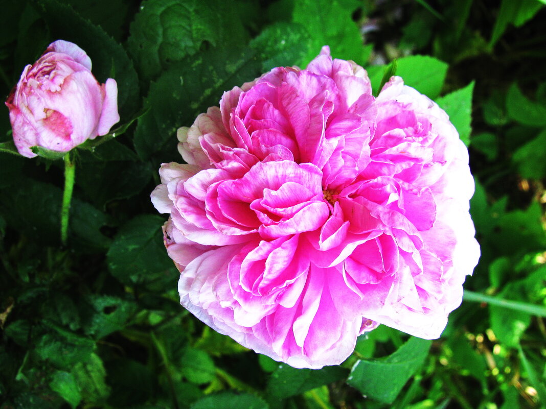 Нежная красотка - Людмила Смородинская