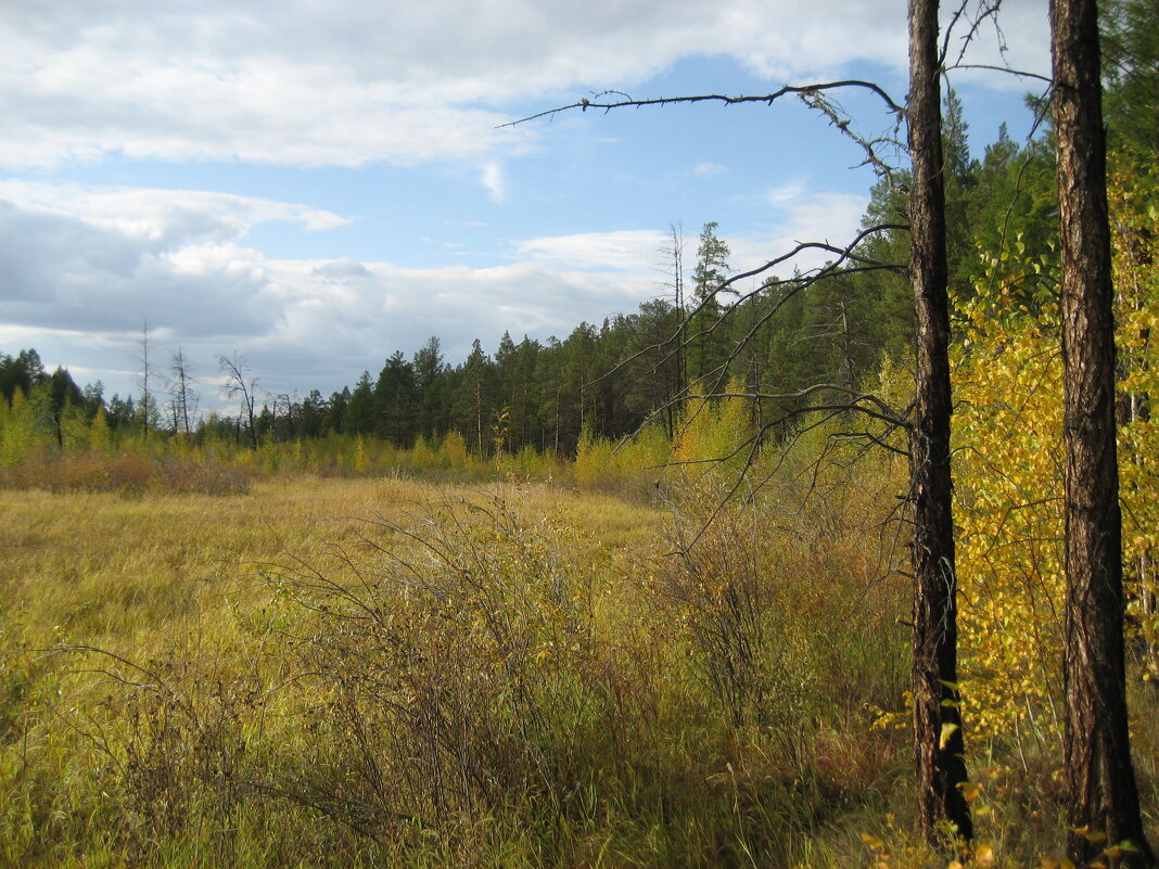 Лесные прогулки - Anna Ivanova