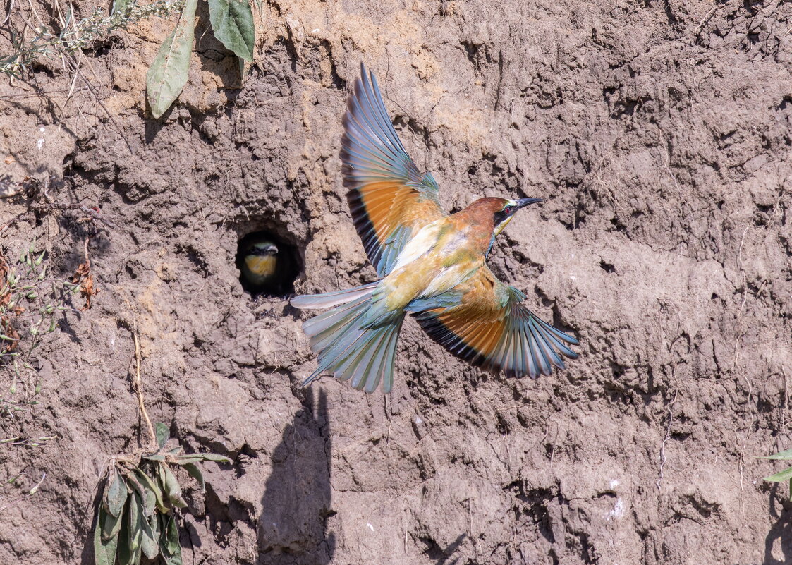 щурки - юрий макаров