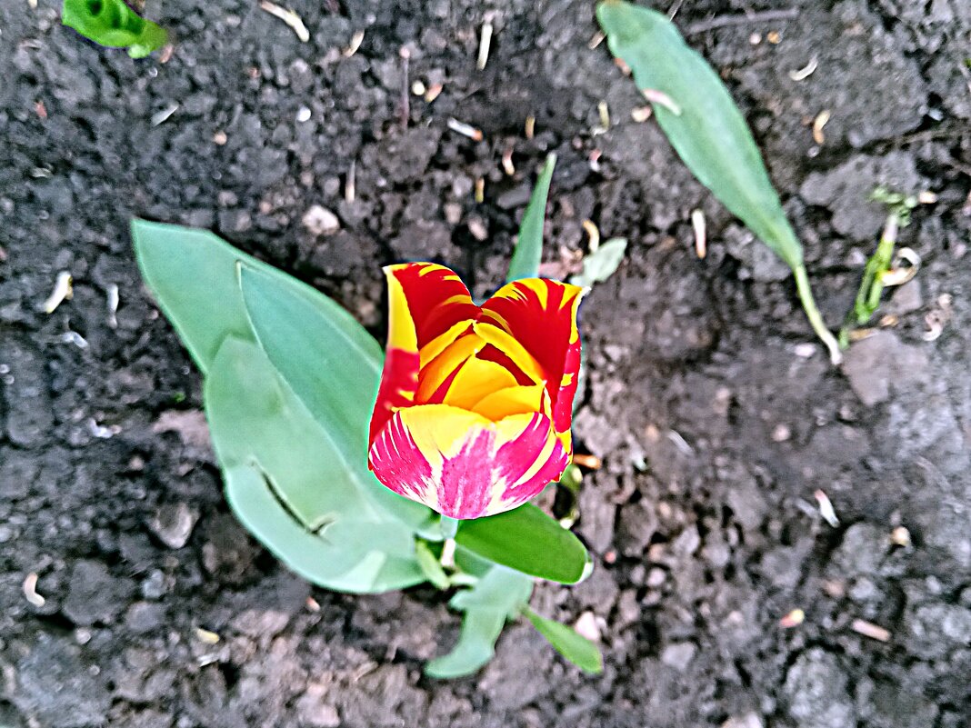 Весенний цвет. - Владимир Драгунский