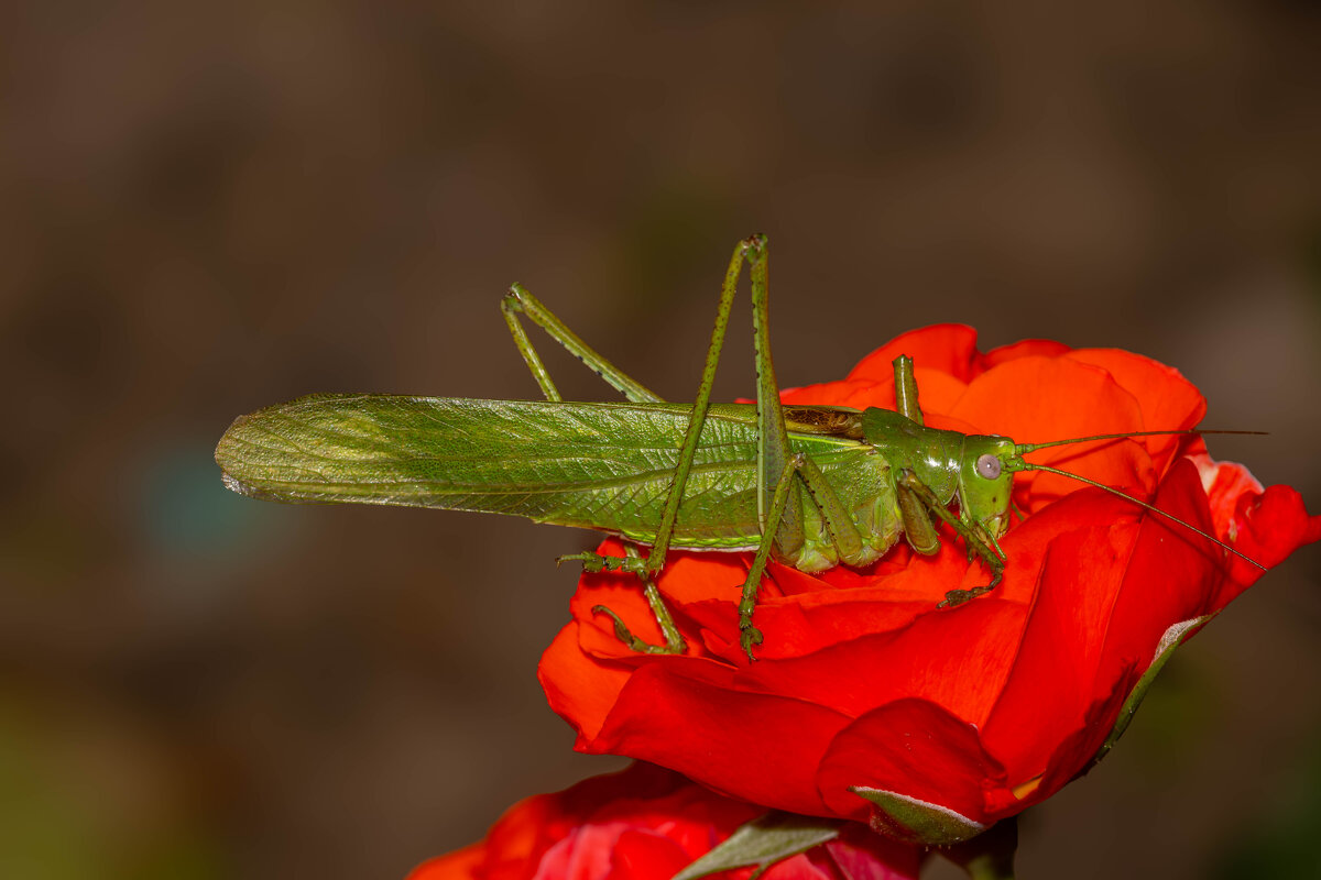 Кузнечик... - Александр Посошенко Кузнечик... - Александр Посошенко