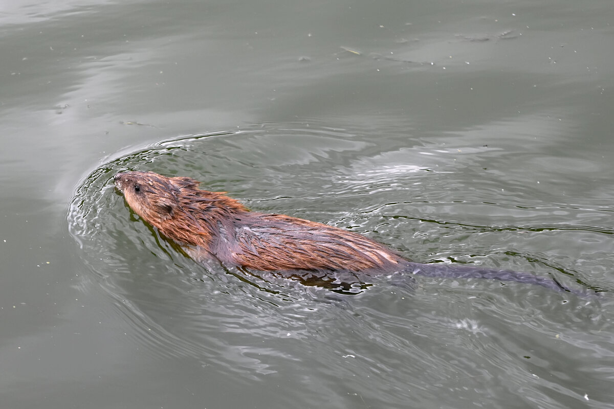 Москва. Парк «Покровское-Стрешнево». - Наташа *****