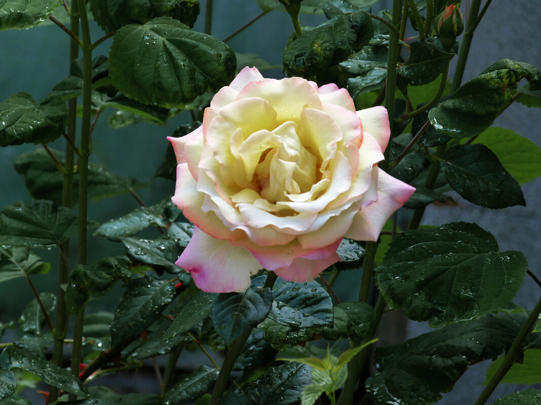 Глория  Дей - Валентин Семчишин