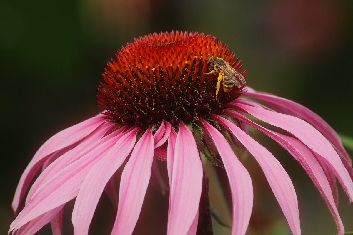 Завтрак - Юрий. Шмаков