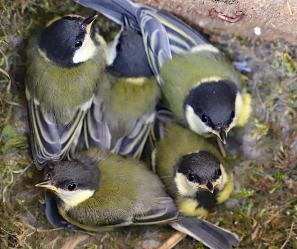 Синички - краснов юрий Синички - краснов юрий