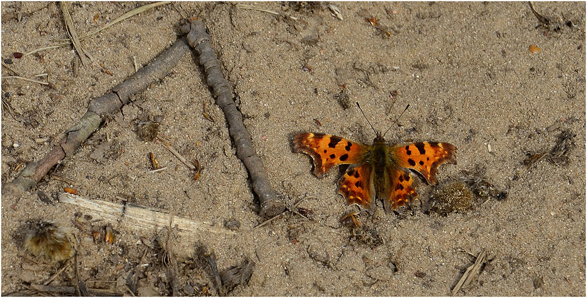 С Углокрылкой - Aleksandr Gal