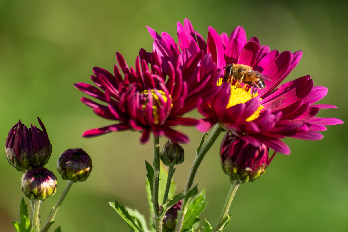 Хризантемы - Игорь Сикорский