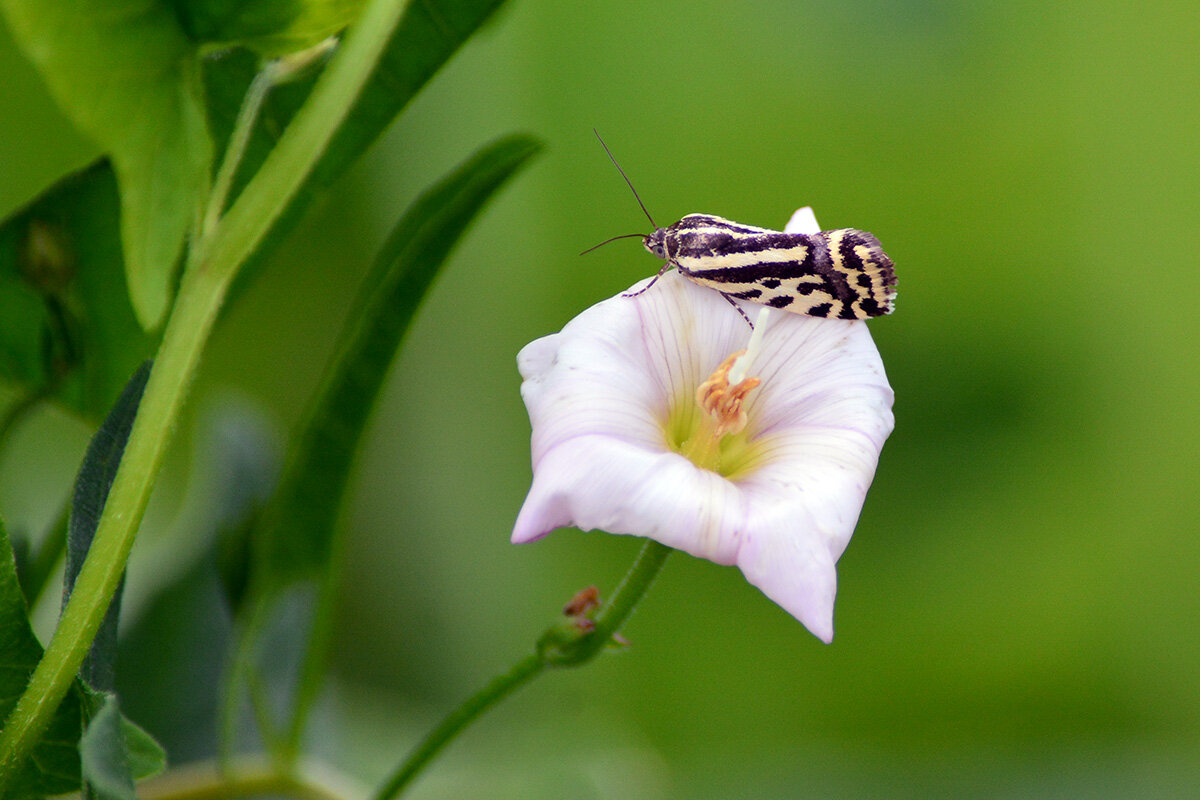 Мотылёк - Геннадий Супрун