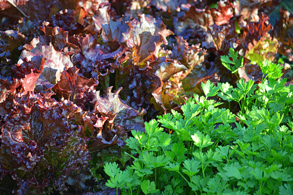 Салат Лолло росса и петрушка - Татьяна Лютаева