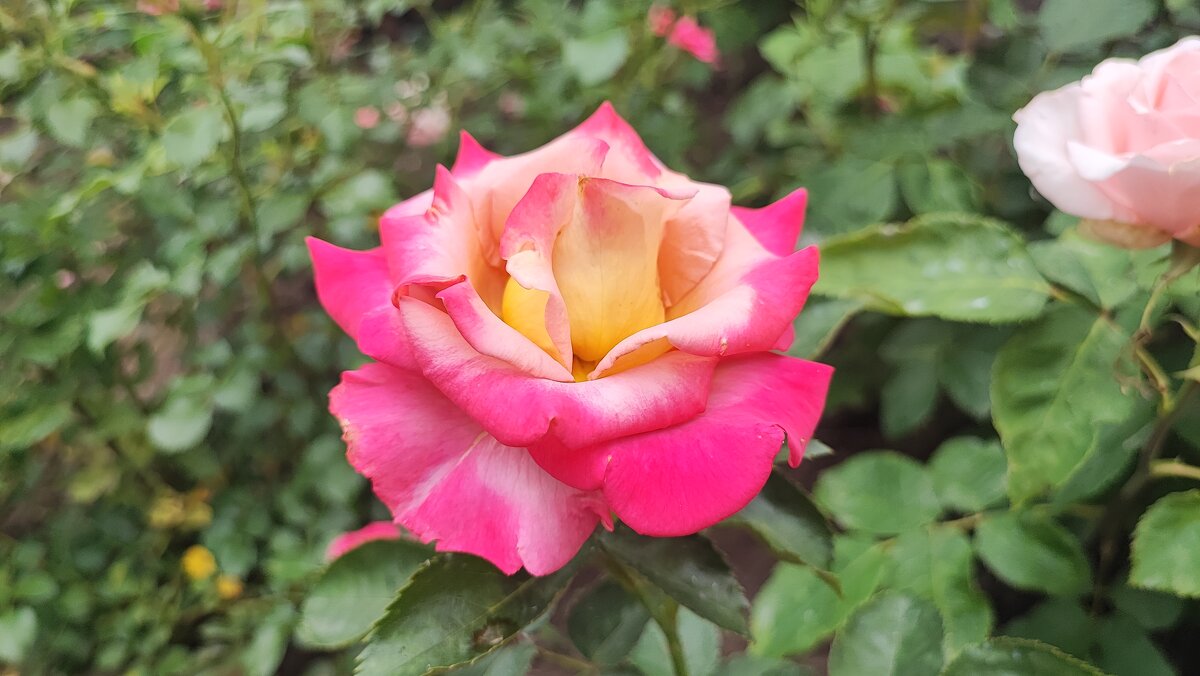 ,,, - Сергей Тимоновский