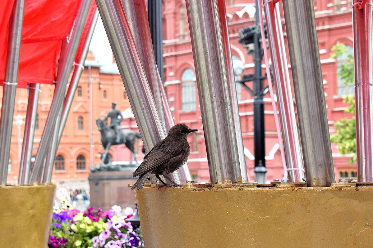 Любопытный скворец. - Татьяна Помогалова Любопытный скворец. - Татьяна Помогалова