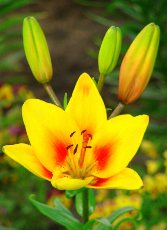 цвет настроения - жёлтый - Сергей М цвет настроения - жёлтый - Сергей М