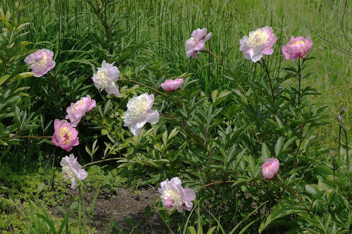 Пионы - Рита Симонова