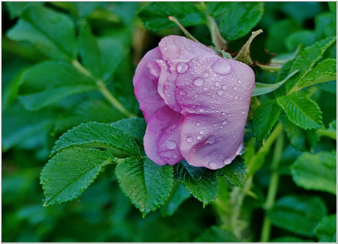 ПОСЛЕ ДОЖДЯ... - Elvira E. 