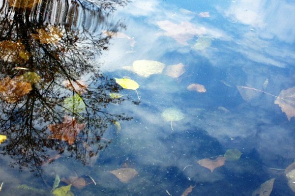 Пруд - Натали 