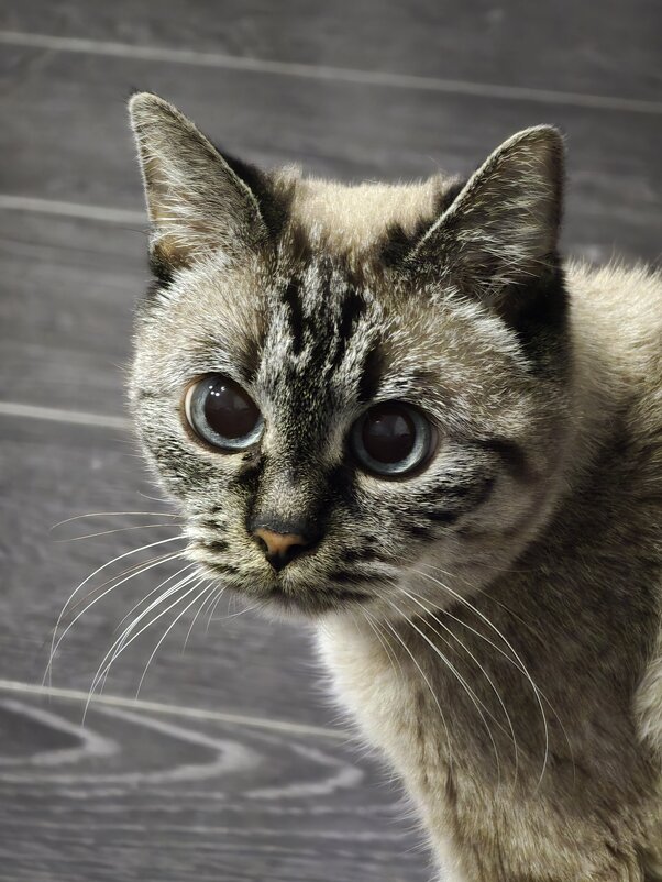 Симона - Андрей К Симона - Андрей К