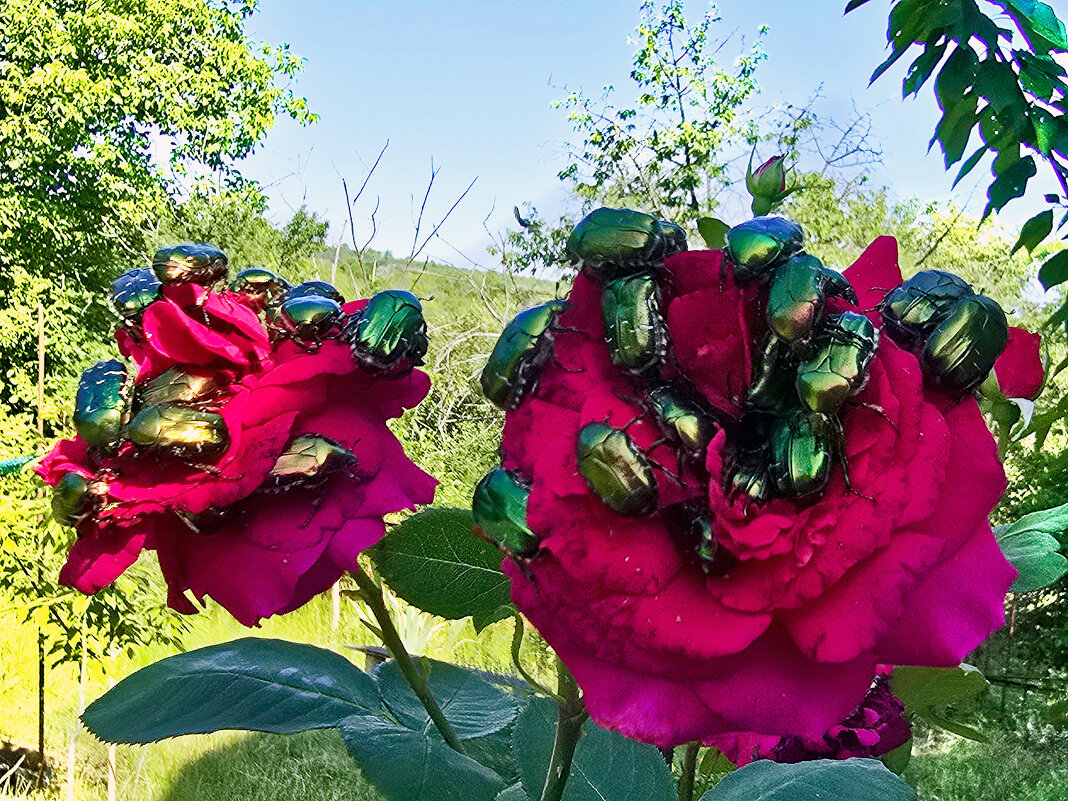 Вредители роз - Nina Streapan Вредители роз - Nina Streapan