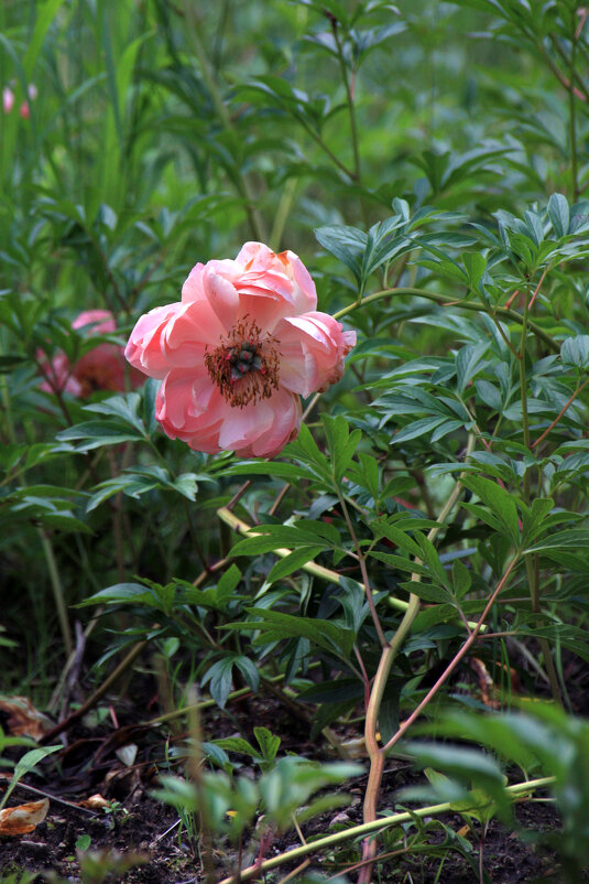 Розовый цветок - Roman stories -