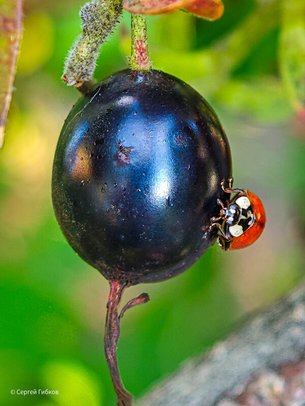 Божья коровка. - Сергей Гибков