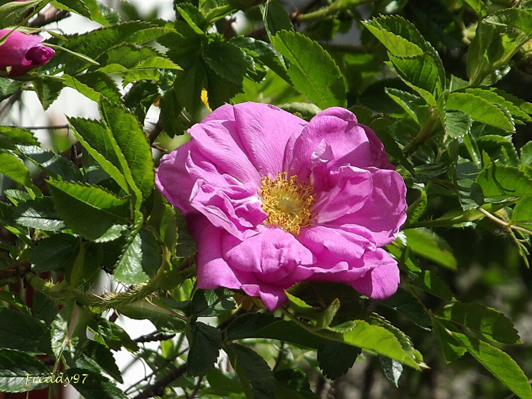 Шиповник - Freddy 97