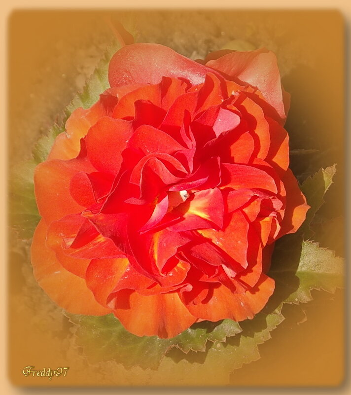 Бегония - Freddy 97