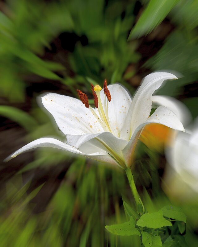 Лилия в СМ - Евгений 