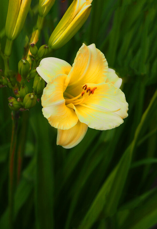 Лилейник - Евгений 