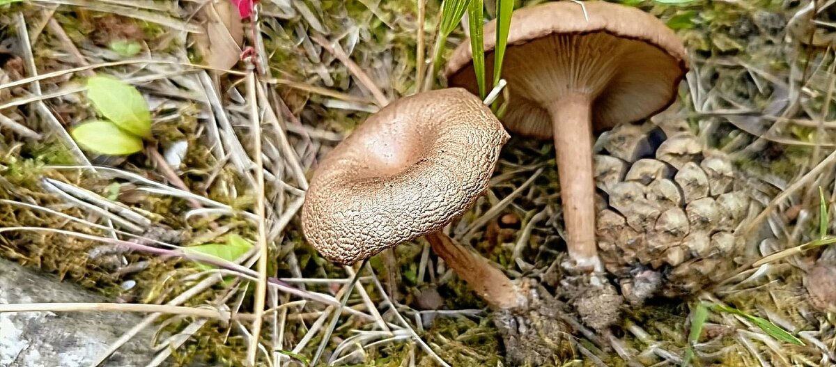 Из леса - Михаил Столяров