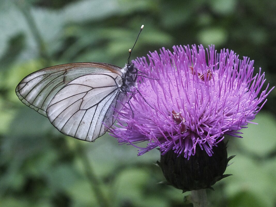 *** - Зоя Мишина