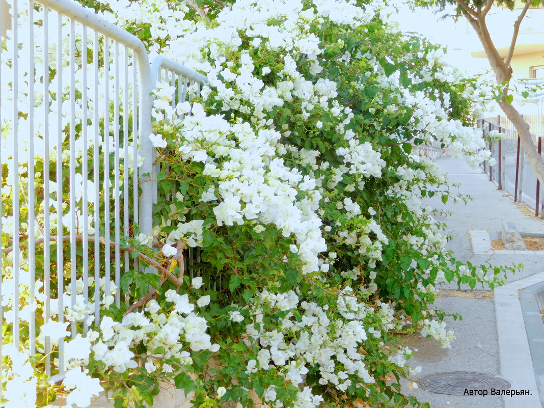 Бугенвиллея белая. - Валерьян Бугенвиллея белая. - Валерьян