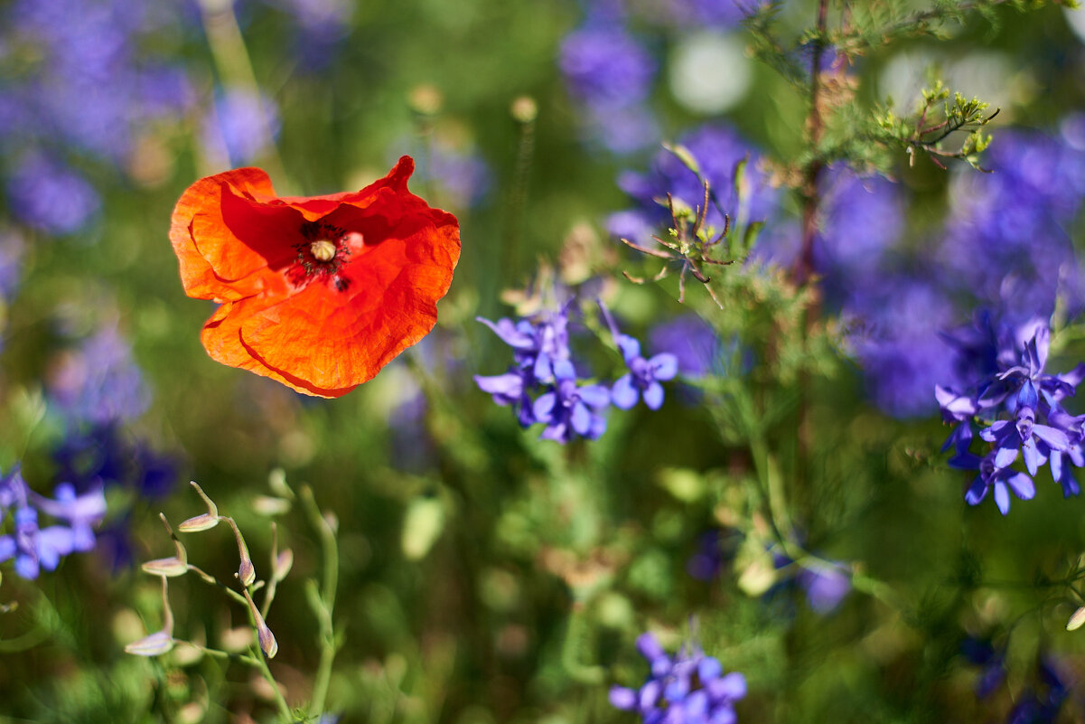 мак - Александр Леонов