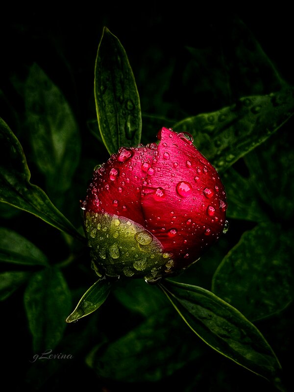 Пион - Галина Левина