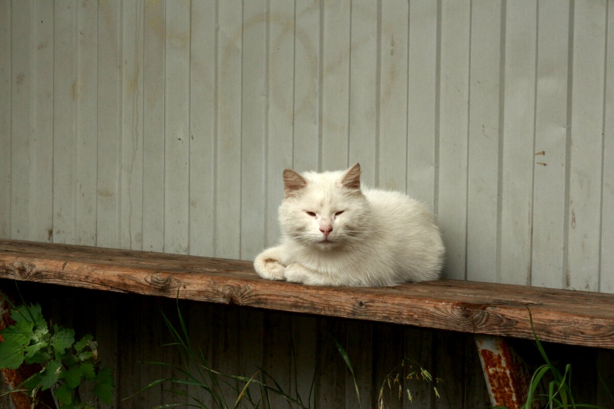 Типо белый кот - Максим Егоров