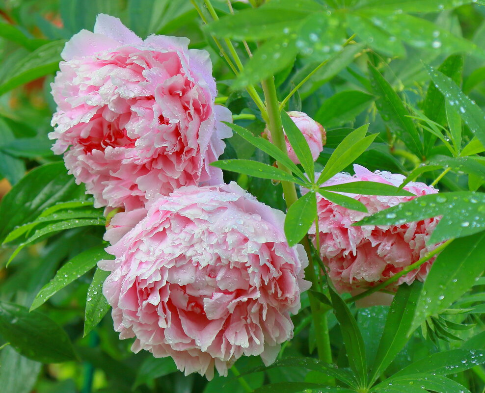 дождь прошел... - Andrey Bragin дождь прошел... - Andrey Bragin