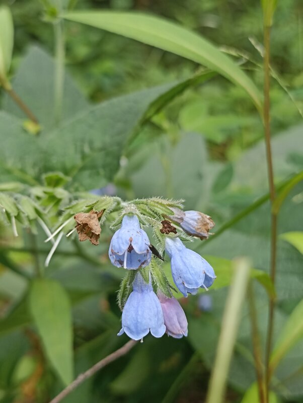 Летнее разноцветье - Pippa 