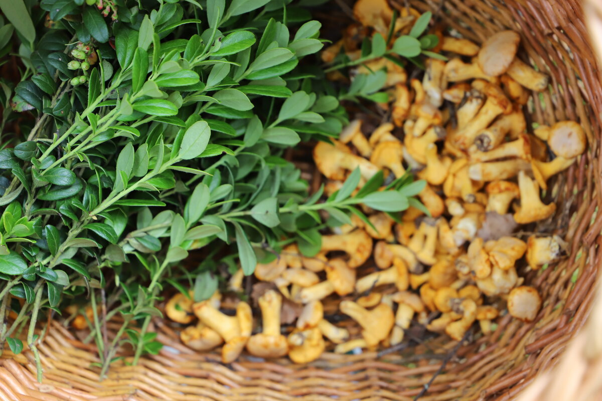 Лисички - краснов юрий 