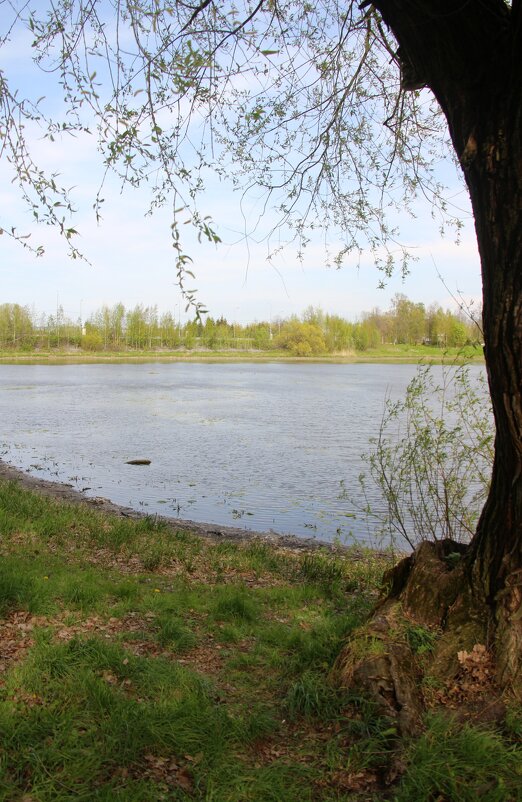 Стрельна. Орловский парк - Наталья Герасимова