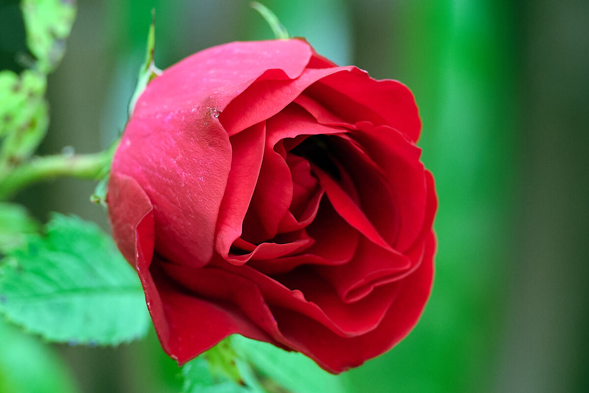 Первый бутон - Юрий Бутусов