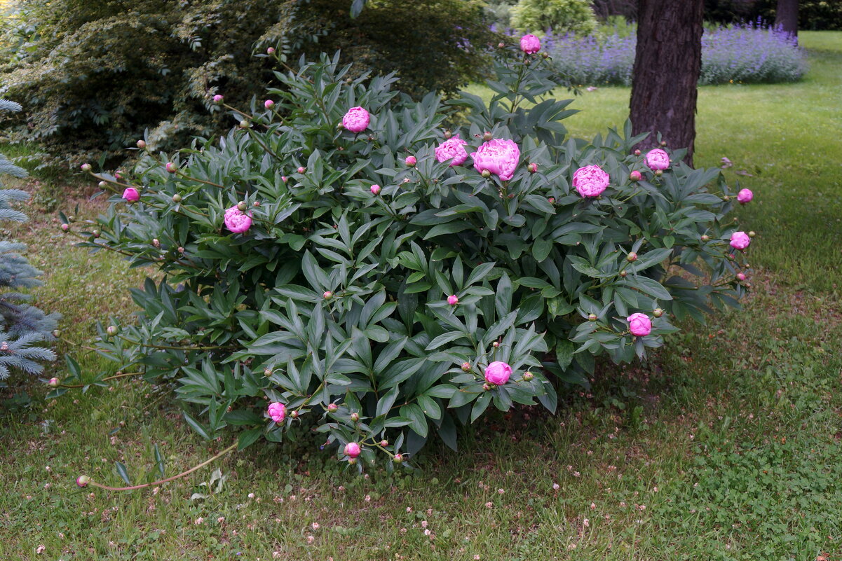 пионы - zavitok * пионы - zavitok *