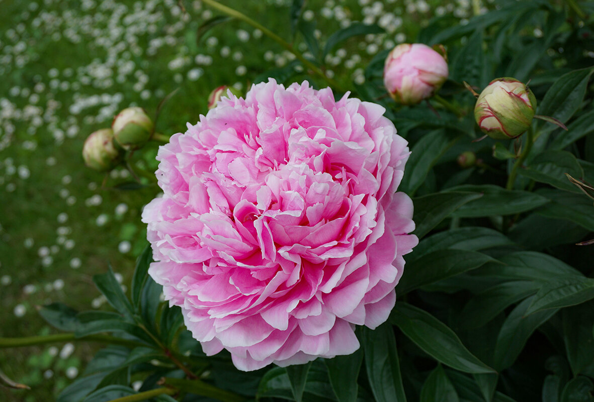 Пионы в ботаническом саду - Ольга 