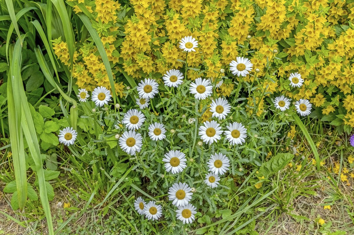 Июньские - Валерий Иванович