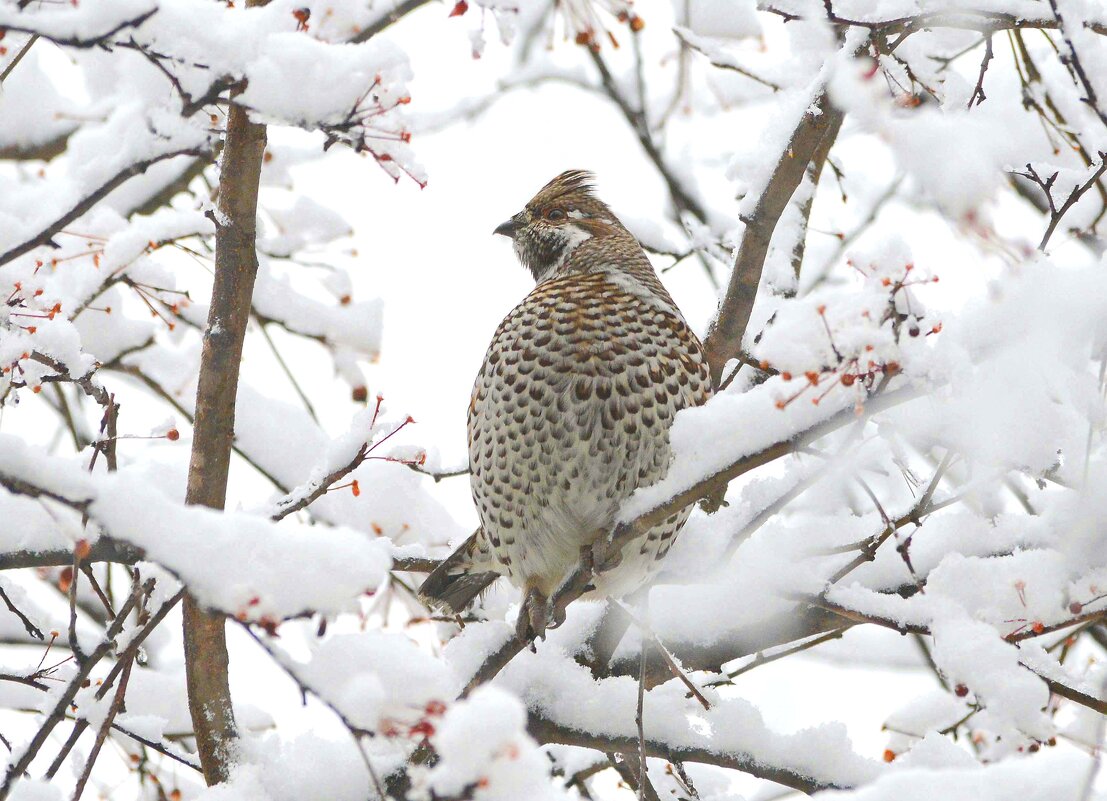 Вкусные были ранетки! - Михаил Белоусов Вкусные были ранетки! - Михаил Белоусов