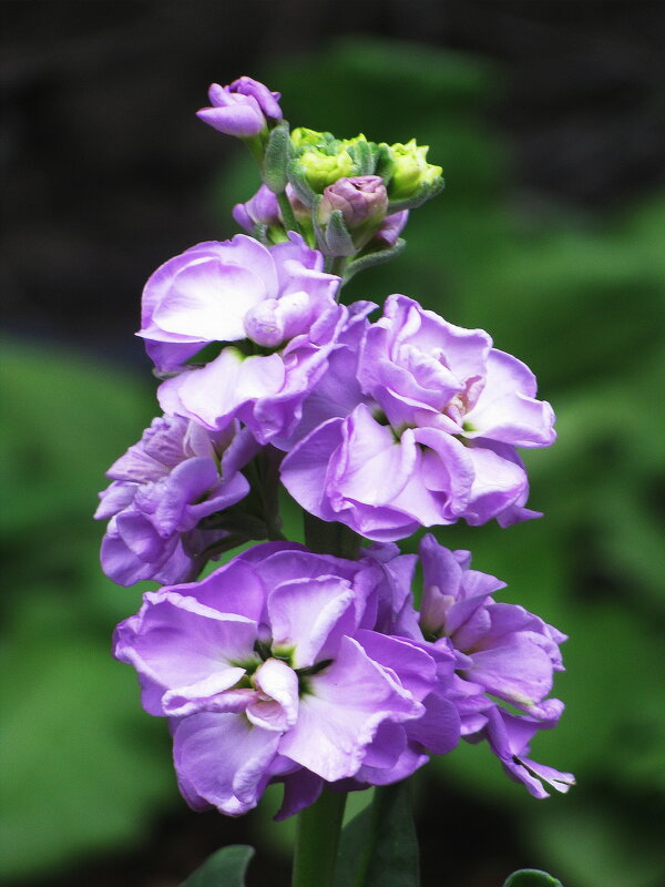 Нежный левкой - Людмила Смородинская