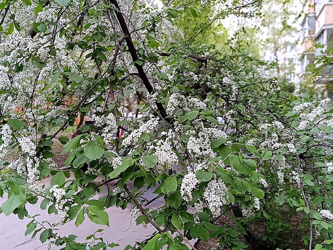 Цвет весны. - Владимир Драгунский
