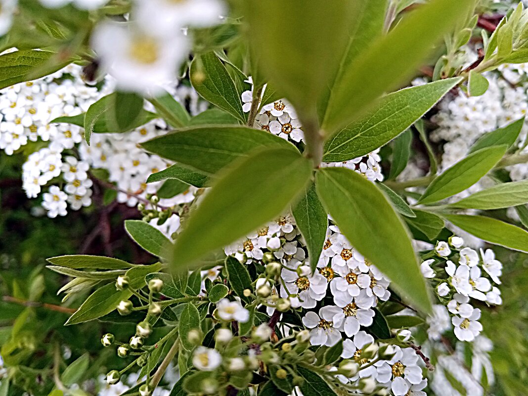 Цвет весны. - Владимир Драгунский