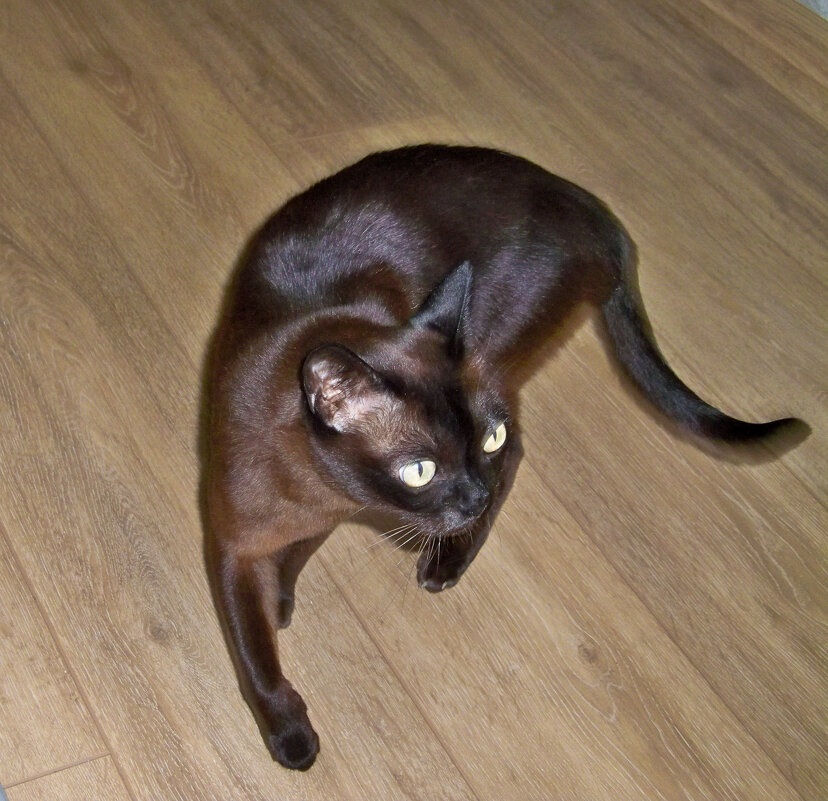 Кот  Фантик - Валентин Семчишин