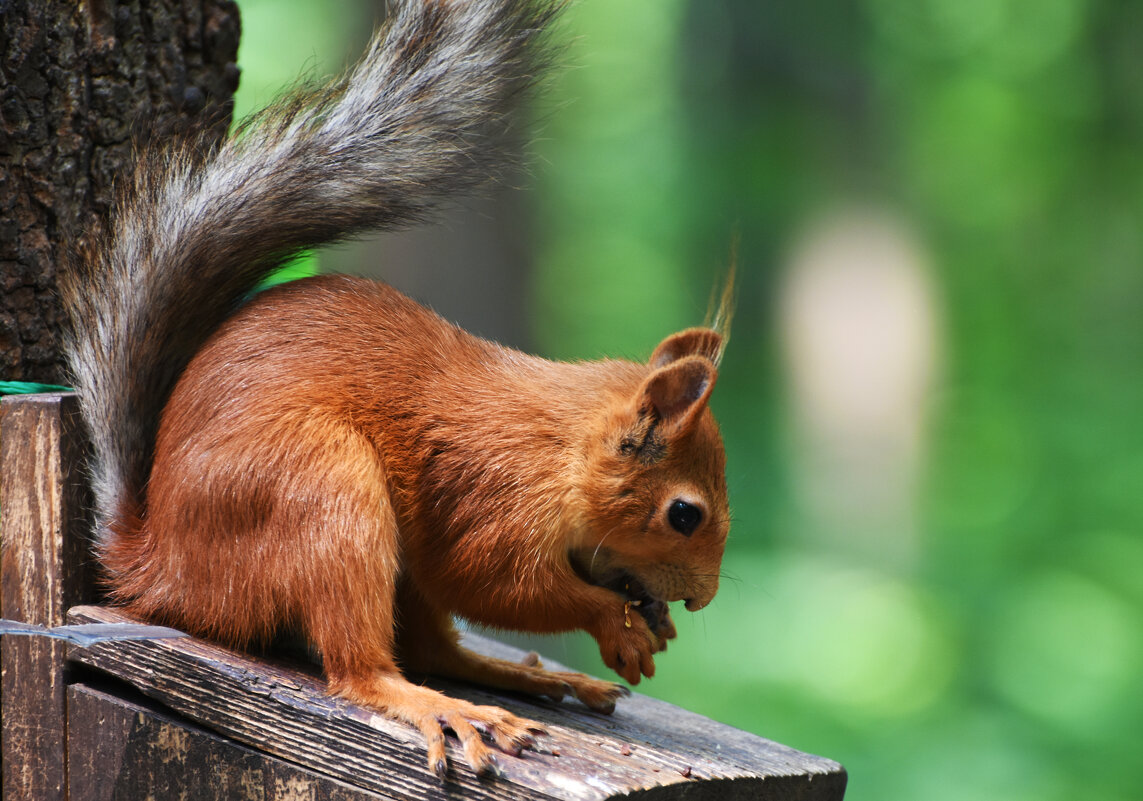 Москва. Нескучный сад. - Наташа *****