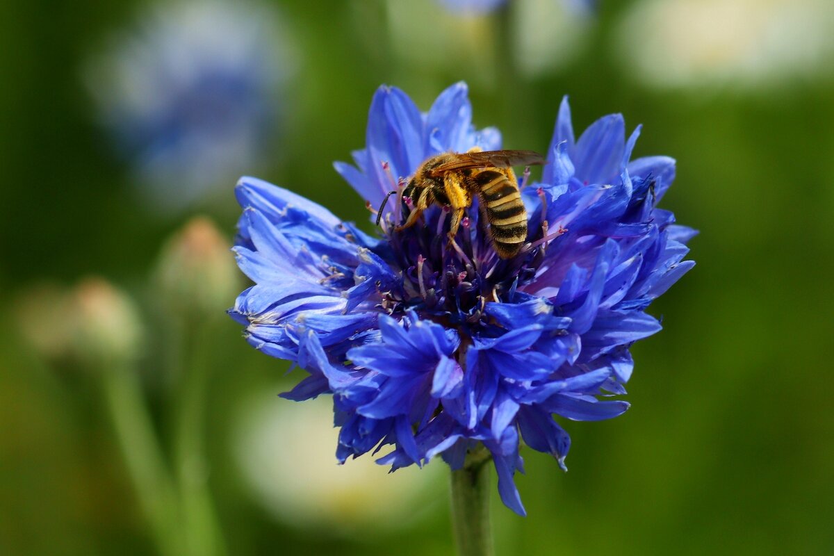 Васильковый мёд - Юрий. Шмаков