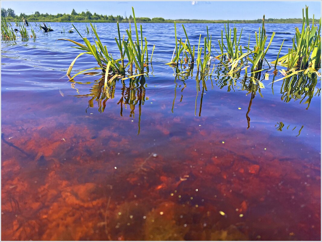 Дно озера с красным торфом. - Валерия Комова